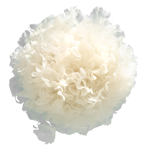 Korean Snow Mushroom