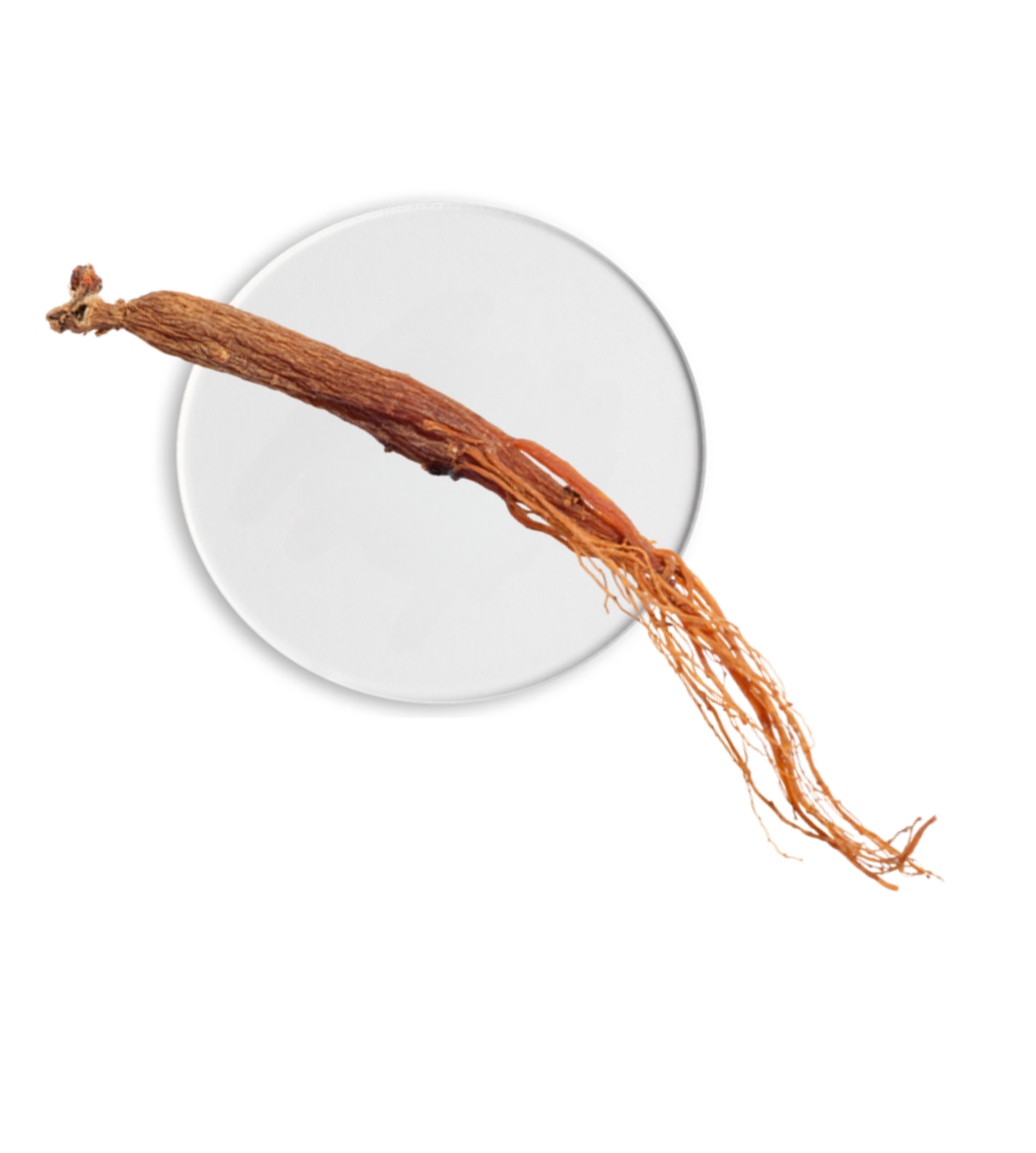 White Ginseng Complex